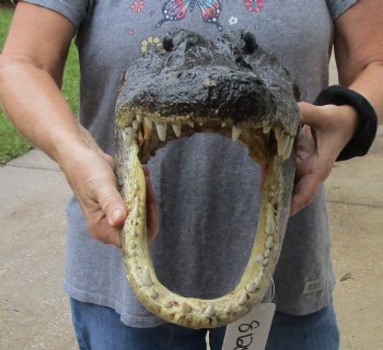 16 inch long Alligator Head for sale  - $85