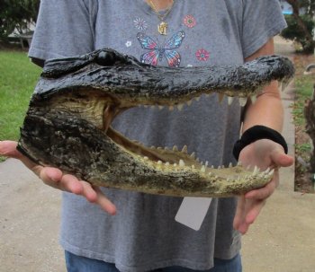 16 inch long Alligator Head for sale  - $85