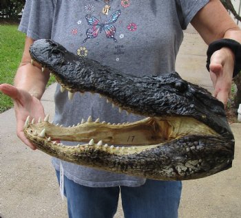 17 inch long Alligator Head for sale  - $115