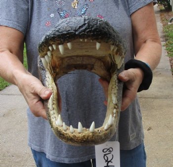 17 inch long Alligator Head for sale  - $115