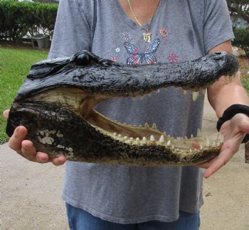 17 inch long Alligator Head for sale  - $115