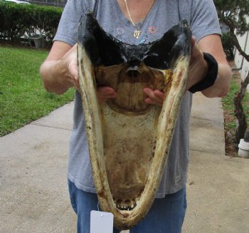 17 inch long Alligator Head for sale  - $115