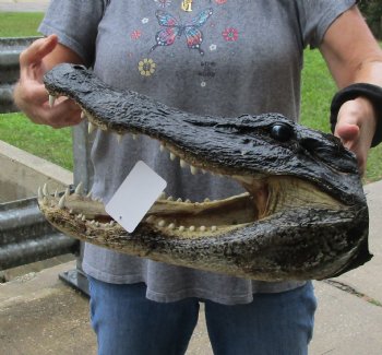 16 inch long Alligator Head for sale  - $85