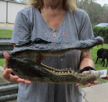 16 inch long Alligator Head for sale  - $85