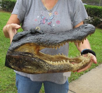 Buy this Massive Alligator Head today - 19 inches long for $175