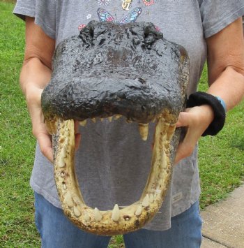 Buy this Massive Alligator Head today - 19 inches long for $175