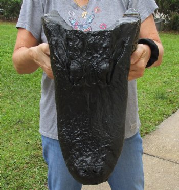 Buy this Massive Alligator Head today - 19 inches long for $175