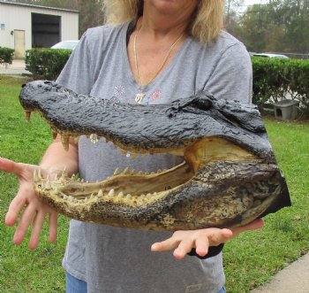 Buy this Massive Alligator Head today - 19 inches long for $175