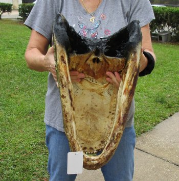 Buy this Massive Alligator Head today - 19 inches long for $175