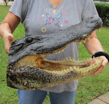 HUGE Alligator Head for sale - 20 inches long for $205