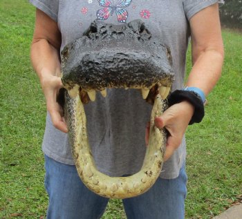 HUGE Alligator Head for sale - 20 inches long for $205