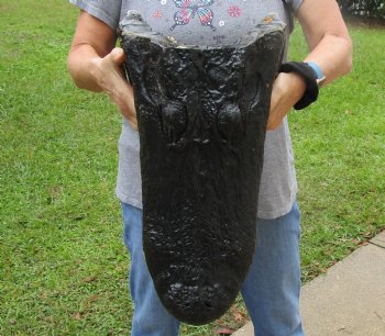 HUGE Alligator Head for sale - 20 inches long for $205