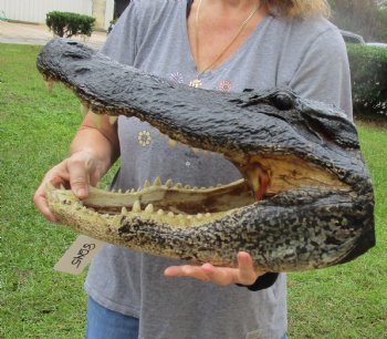 HUGE Alligator Head for sale - 20 inches long for $205