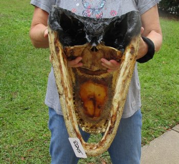 HUGE Alligator Head for sale - 20 inches long for $205