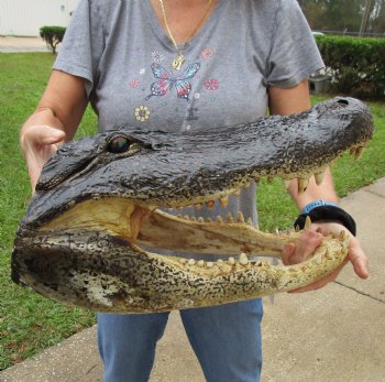 18 inch long Alligator Head for sale  - $145