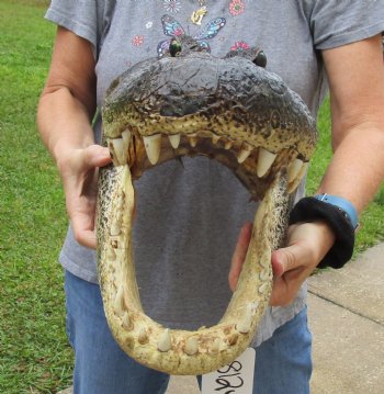 18 inch long Alligator Head for sale  - $145