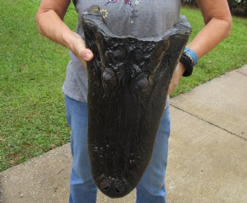 18 inch long Alligator Head for sale  - $145