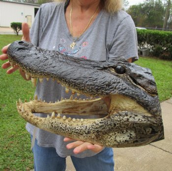 18 inch long Alligator Head for sale  - $145