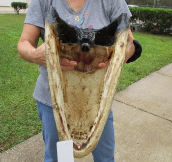 18 inch long Alligator Head for sale  - $145