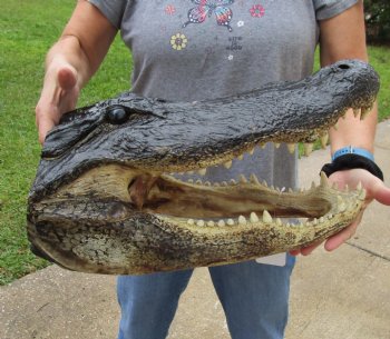 18 inch long Alligator Head for sale  - $145