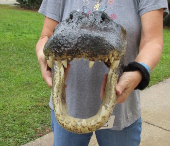 18 inch long Alligator Head for sale  - $145