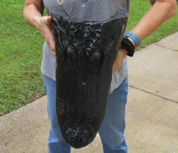 18 inch long Alligator Head for sale  - $145