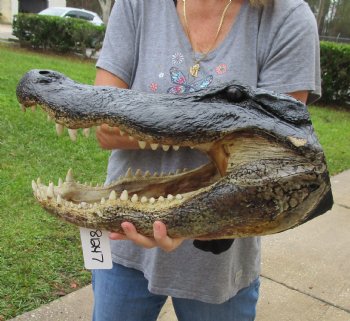 18 inch long Alligator Head for sale  - $145