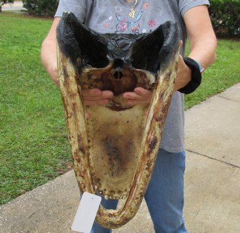 18 inch long Alligator Head for sale  - $145