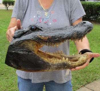 18 inch long Alligator Head for sale  - $145