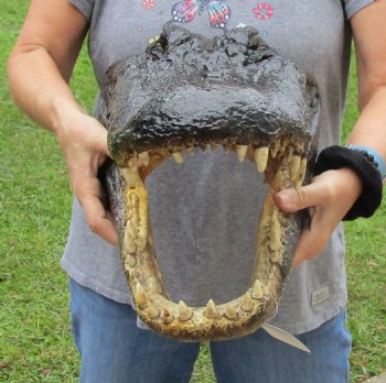 18 inch long Alligator Head for sale  - $145