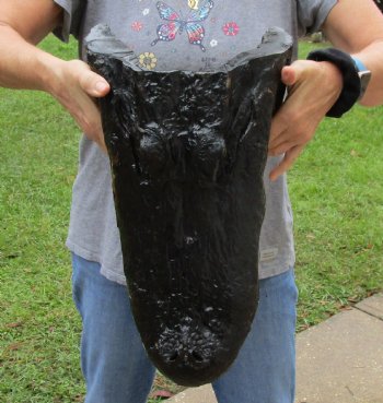 18 inch long Alligator Head for sale  - $145