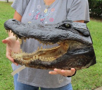 18 inch long Alligator Head for sale  - $145