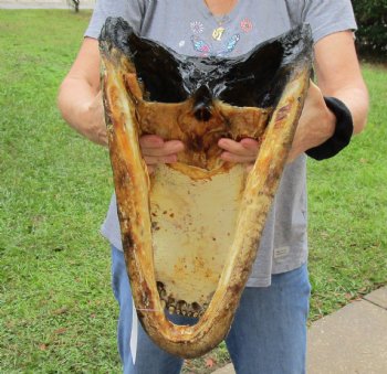 18 inch long Alligator Head for sale  - $145