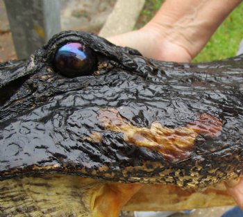 18 inch long Alligator Head for sale  - $145