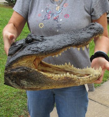 18 inch long Alligator Head for sale  - $145