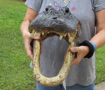 18 inch long Alligator Head for sale  - $145