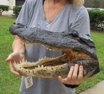 18 inch long Alligator Head for sale  - $145