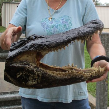 18" Alligator Head - $145