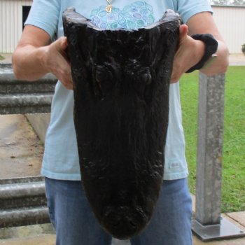 18" Alligator Head - $145