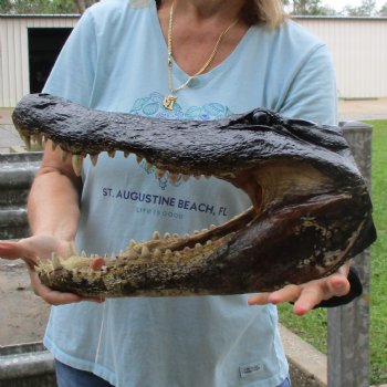 18" Alligator Head - $145