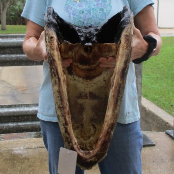 18" Alligator Head - $145