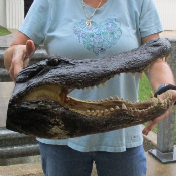 18" Alligator Head - $145