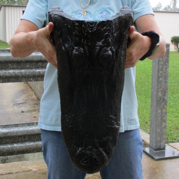 18" Alligator Head - $145