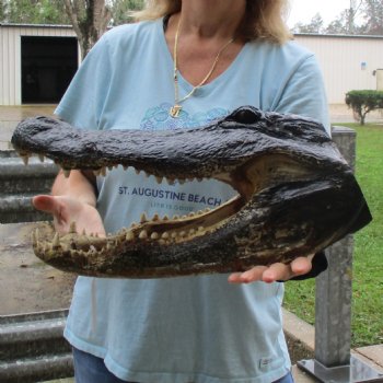 18" Alligator Head - $145