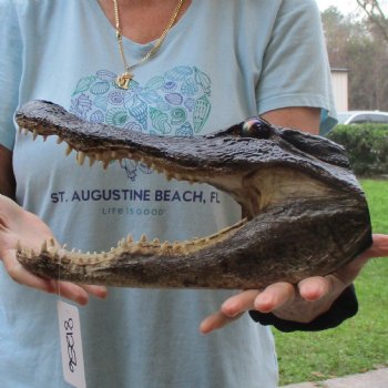 12" Alligator Head - $37