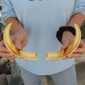 Matching Pair of 9" Ivory Tusks from African Warthog - $59