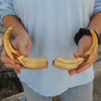 Matching Pair of 9" Ivory Tusks from African Warthog - $59