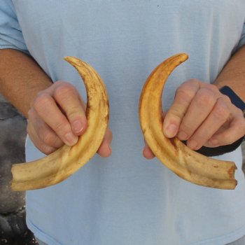 Matching Pair of 9" Ivory Tusks from African Warthog - $59