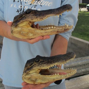 9" & 9-3/4" Alligator Heads - $38