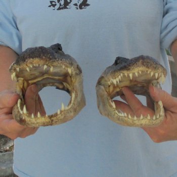 9" & 9-3/4" Alligator Heads - $38